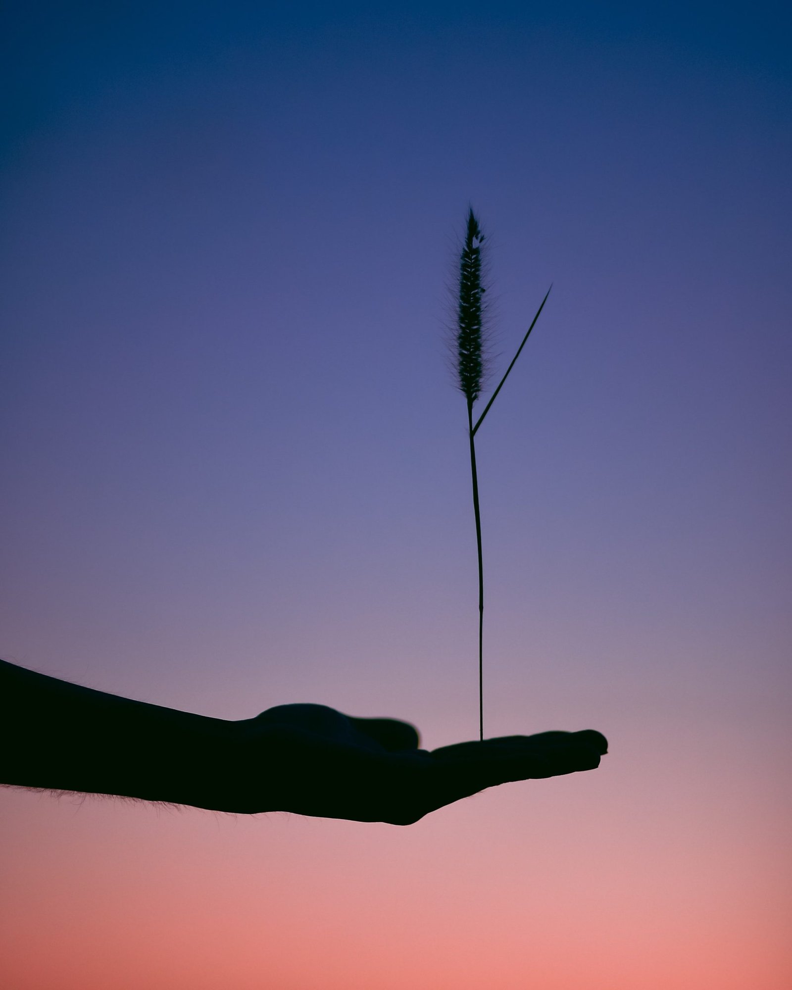 hand holding wheat