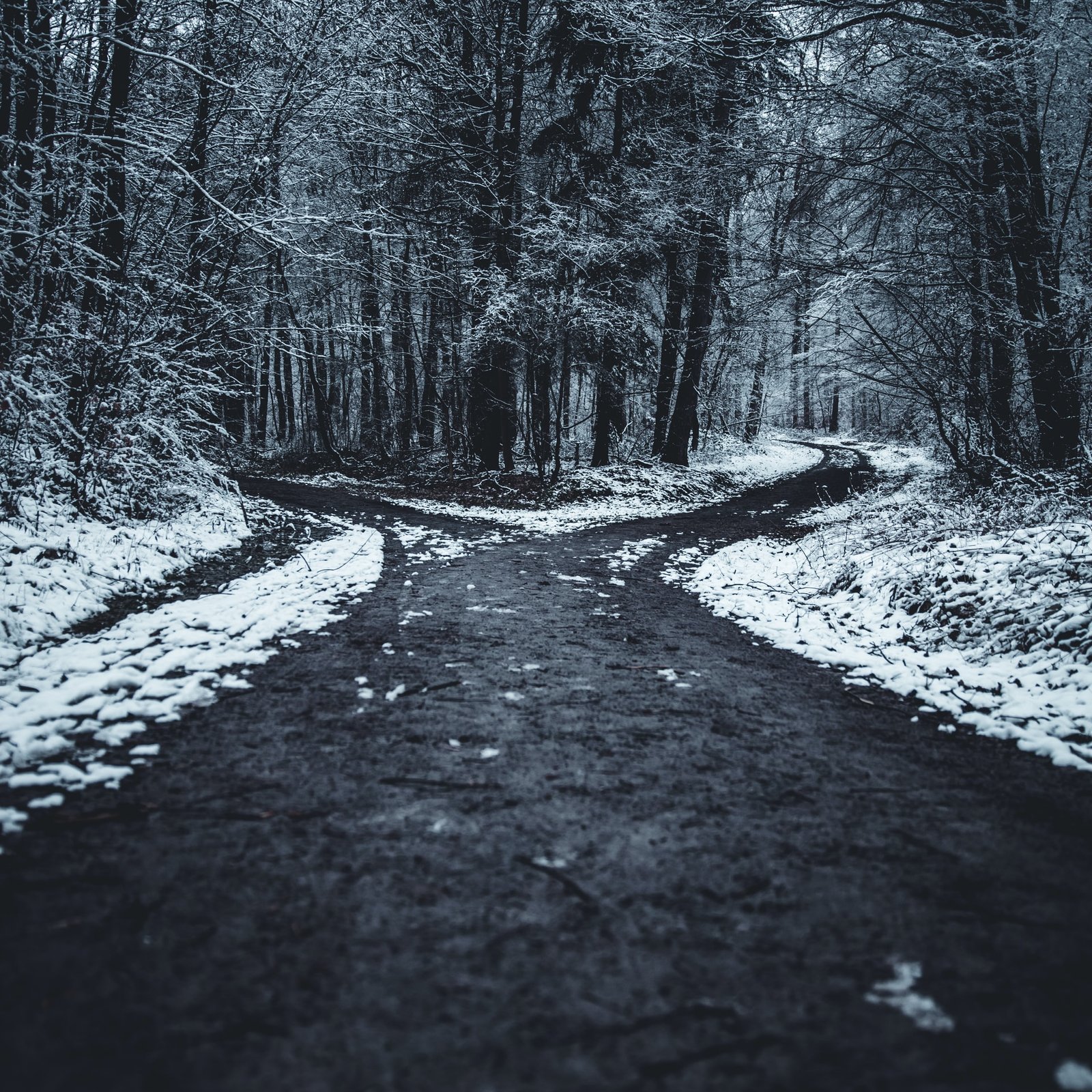 two roads diverge in a snowy forest trail