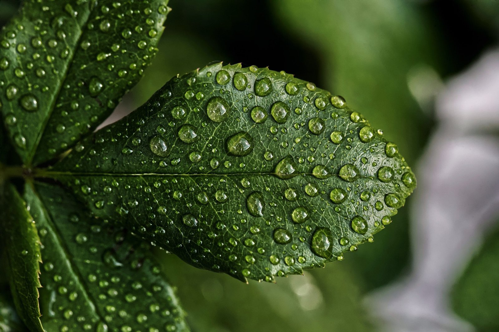 droplets of water on leaf