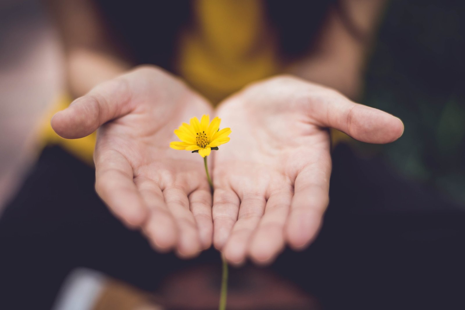 hands holding a flower petal