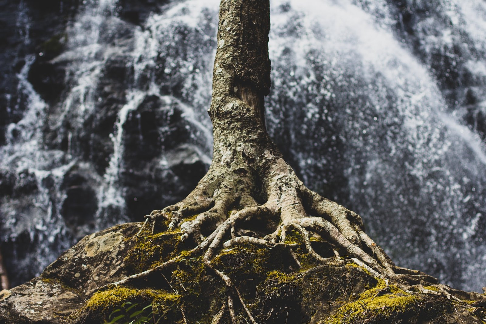 roots of a tree